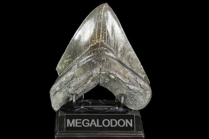 Serrated, Fossil Megalodon Tooth - Georgia #104556